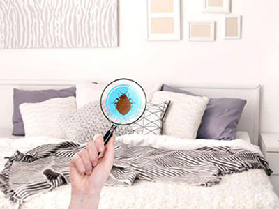 BEDBUG CONTROL   