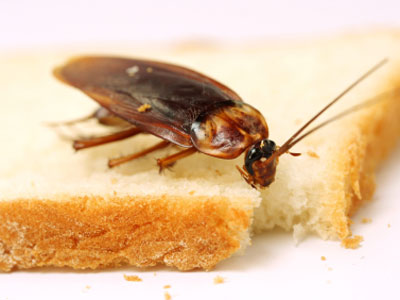 COCKROACH CONTROL  