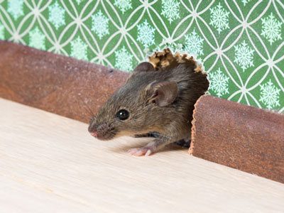 RODENT CONTROL / PROOFING  